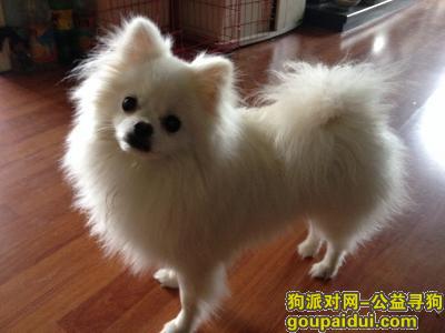 寻狗，4000元急寻白色博美公犬，它是一只非常可爱的宠物狗狗，希望它早日回家，不要变成流浪狗。