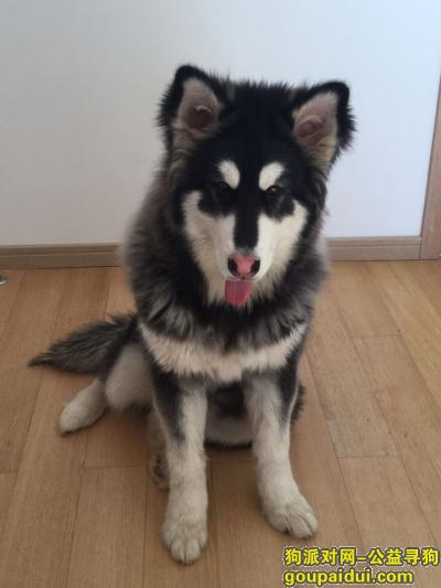 寻找阿拉斯加，天津西青津涞道集贤里 黑灰色阿拉斯加，它是一只非常可爱的宠物狗狗，希望它早日回家，不要变成流浪狗。