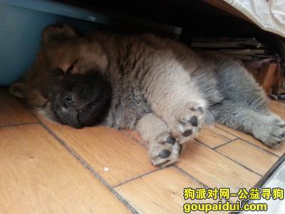 【东营找狗】，找寻一只两个月大小的棕黄色小松狮，它是一只非常可爱的宠物狗狗，希望它早日回家，不要变成流浪狗。
