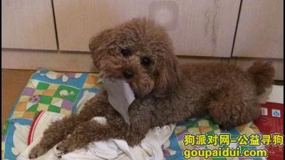 北京市西城区地安门附近，急寻棕色泰迪爱犬，望好心人帮助，它是一只非常可爱的宠物狗狗，希望它早日回家，不要变成流浪狗。