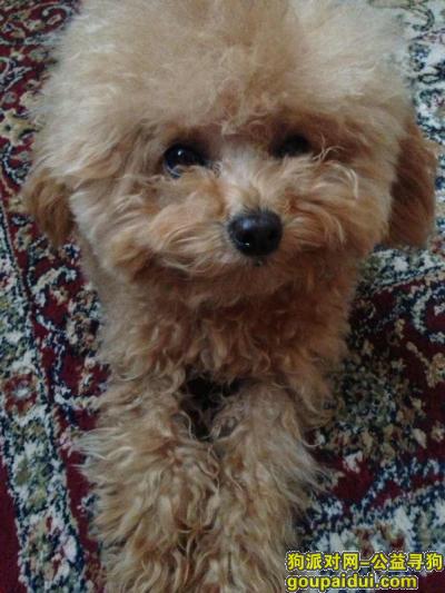 西四路聚龙亨附近走失一只泰迪狗香槟色偏浅色颜色，它是一只非常可爱的宠物狗狗，希望它早日回家，不要变成流浪狗。