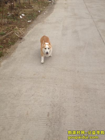 无锡寻狗启示，2015年3月5号 丢失的柯基犬，它是一只非常可爱的宠物狗狗，希望它早日回家，不要变成流浪狗。