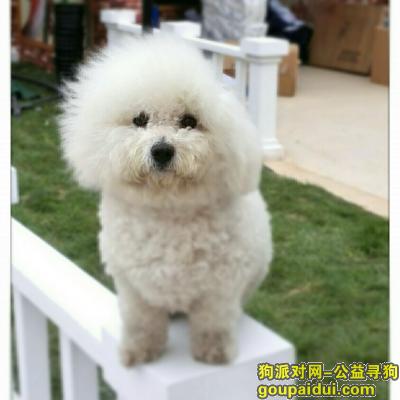 寻找爱犬比熊诺诺于三月六日在河南新乡平原博物院丢失，它是一只非常可爱的宠物狗狗，希望它早日回家，不要变成流浪狗。