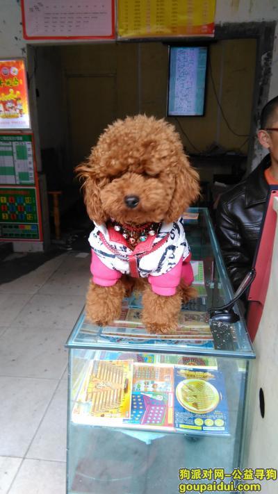 【绵阳找狗】，绵阳市游仙区三医院寻狗，它是一只非常可爱的宠物狗狗，希望它早日回家，不要变成流浪狗。