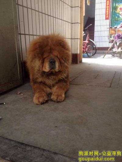 涉县走失爱犬成色很纯的松狮犬经常在摊里交通岗活动，它是一只非常可爱的宠物狗狗，希望它早日回家，不要变成流浪狗。