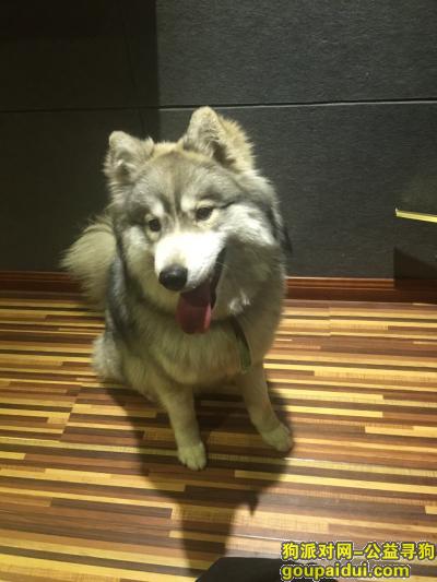 找狗，西宁古城台 阿拉斯加，它是一只非常可爱的宠物狗狗，希望它早日回家，不要变成流浪狗。