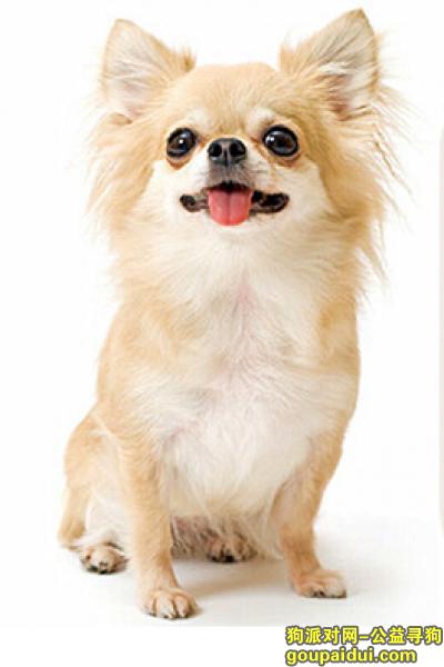 【青岛找狗】，皇家狗粮怎么样，它是一只非常可爱的宠物狗狗，希望它早日回家，不要变成流浪狗。