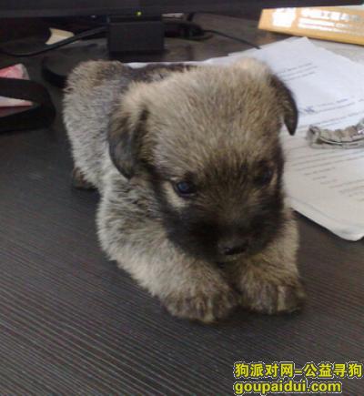 【青岛找狗】，幼犬狗粮怎么喂，它是一只非常可爱的宠物狗狗，希望它早日回家，不要变成流浪狗。
