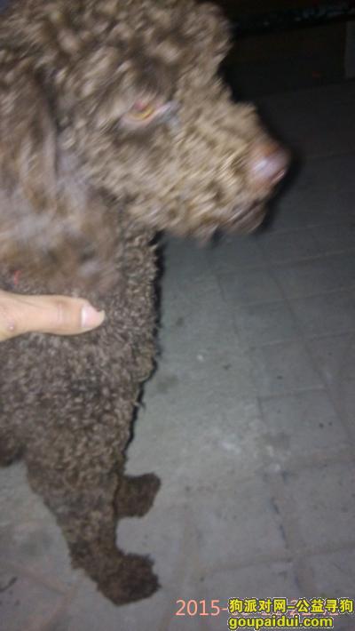 大英朝阳广场附近捡到一狗狗，它是一只非常可爱的宠物狗狗，希望它早日回家，不要变成流浪狗。
