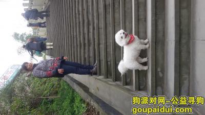 重庆找狗，3月13日白色比熊在忠县狮子堡附近走失，它是一只非常可爱的宠物狗狗，希望它早日回家，不要变成流浪狗。