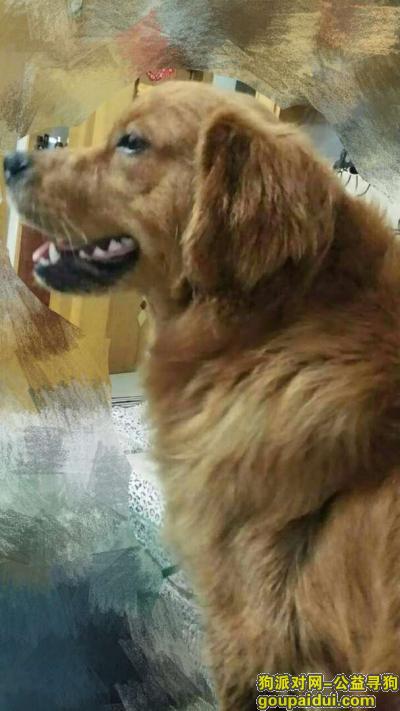 【菏泽找狗】，山东省菏泽市牡丹区东顺城街附近走失一条金毛犬，它是一只非常可爱的宠物狗狗，希望它早日回家，不要变成流浪狗。