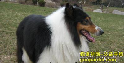 青岛找狗，狗粮排行榜品牌，它是一只非常可爱的宠物狗狗，希望它早日回家，不要变成流浪狗。