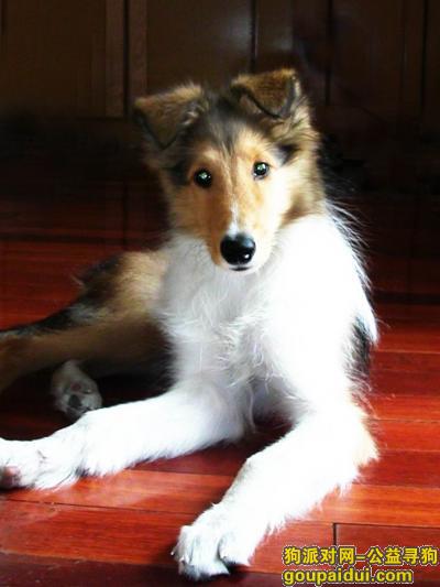 贵宾犬狗粮，它是一只非常可爱的宠物狗狗，希望它早日回家，不要变成流浪狗。