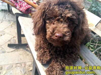 武汉市江岸区百步亭花园丢失巧克力泰迪，它是一只非常可爱的宠物狗狗，希望它早日回家，不要变成流浪狗。