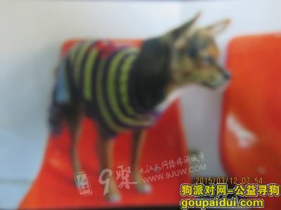 江西省九江市第一人民医院附近丢失小狗皮皮，它是一只非常可爱的宠物狗狗，希望它早日回家，不要变成流浪狗。