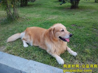 哈尔滨寻狗网，寻找一只颈部有红颜色的金毛犬，它是一只非常可爱的宠物狗狗，希望它早日回家，不要变成流浪狗。