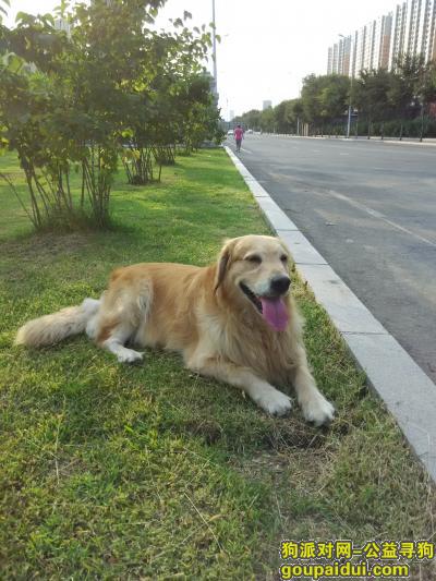 急寻一只哈尔滨香坊三辅街走失的金毛犬，金宝快回家，它是一只非常可爱的宠物狗狗，希望它早日回家，不要变成流浪狗。