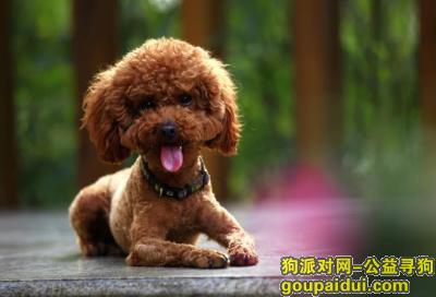 【成都找狗】，急寻3月14日下午成都华阳南湖公园走失的红咖色泰迪，它是一只非常可爱的宠物狗狗，希望它早日回家，不要变成流浪狗。