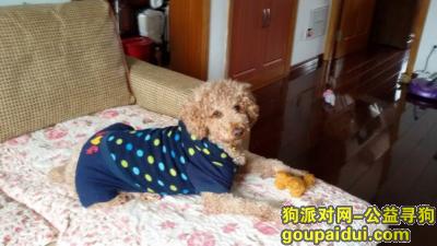 上海寻狗，上海杨浦区殷行二村小区里丢失一只淡棕色泰迪犬，它是一只非常可爱的宠物狗狗，希望它早日回家，不要变成流浪狗。