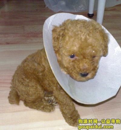 贵宾犬皮肤病怎么办，它是一只非常可爱的宠物狗狗，希望它早日回家，不要变成流浪狗。