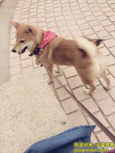 青岛找狗，我家狗狗在青岛市市南区丢失名字叫yuki希望好心人帮忙寻找，它是一只非常可爱的宠物狗狗，希望它早日回家，不要变成流浪狗。