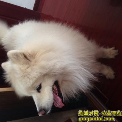 急！急！急！急！北京双井丢失一只萨摩耶，它是一只非常可爱的宠物狗狗，希望它早日回家，不要变成流浪狗。
