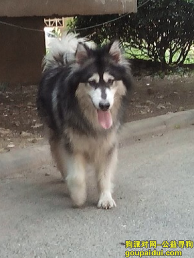 捡到阿拉斯加，【桂林找狗】阿拉斯加，它是一只非常可爱的宠物狗狗，希望它早日回家，不要变成流浪狗。