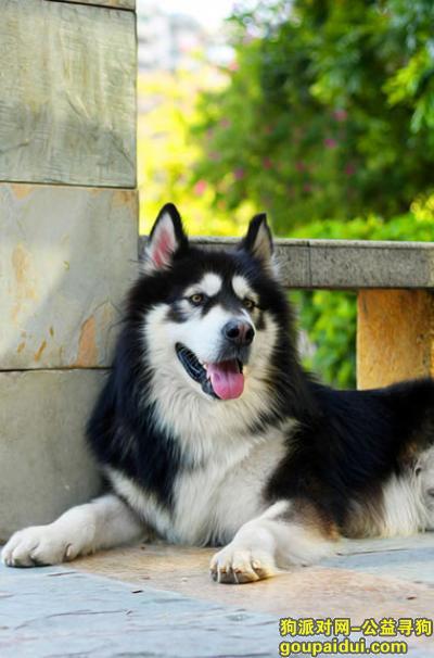 青岛寻狗启示，阿拉斯加幼犬吃什么狗粮好，它是一只非常可爱的宠物狗狗，希望它早日回家，不要变成流浪狗。
