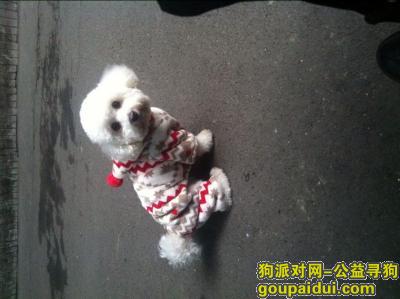 成都丢狗，2015年3月18日晚20：30在锦江区莲花南路遗失3岁母比熊，它是一只非常可爱的宠物狗狗，希望它早日回家，不要变成流浪狗。