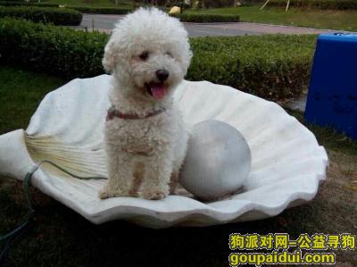 【北京找狗】，京东燕郊燕顺路附近丢失白色比熊，公，3岁，它是一只非常可爱的宠物狗狗，希望它早日回家，不要变成流浪狗。