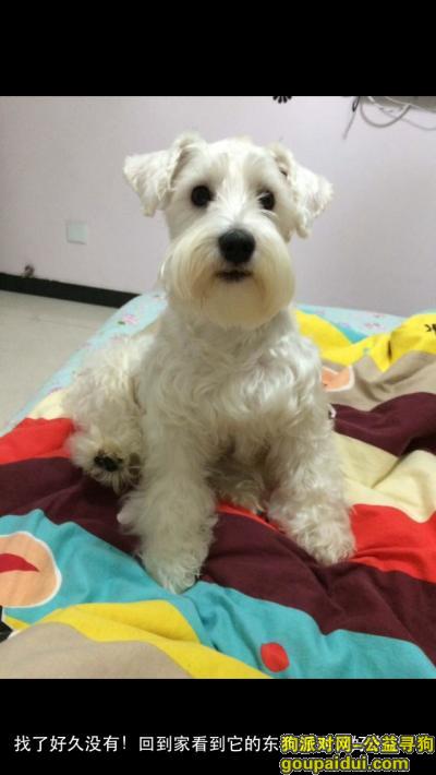 【邯郸找狗】，寻狗狗白色公16个月，它是一只非常可爱的宠物狗狗，希望它早日回家，不要变成流浪狗。