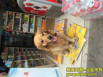 重庆捡到狗，南坪康德国会山广积粮房产和若家超市捡得金毛一条，它是一只非常可爱的宠物狗狗，希望它早日回家，不要变成流浪狗。