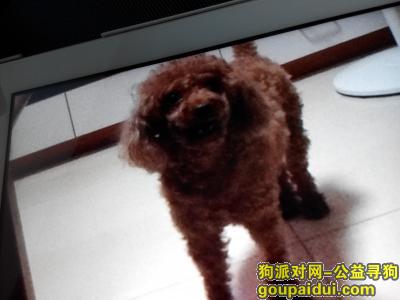 广州找狗，棕色贵宾犬在天河北丢失，它是一只非常可爱的宠物狗狗，希望它早日回家，不要变成流浪狗。