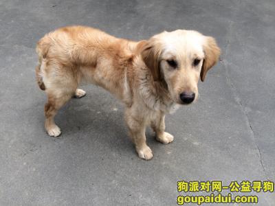 【镇江找狗】，镇江市丹徒区上党镇急需寻找生病的爱狗，它是一只非常可爱的宠物狗狗，希望它早日回家，不要变成流浪狗。