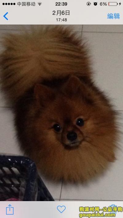 杭州市下城区北景园莲趣苑小区内丢失一条棕色博美，毛毛，它是一只非常可爱的宠物狗狗，希望它早日回家，不要变成流浪狗。