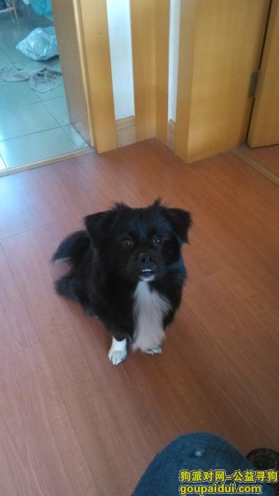 找狗，3月25号晚上19点多新浦区镇海路丢失一黑白小公狗，它是一只非常可爱的宠物狗狗，希望它早日回家，不要变成流浪狗。