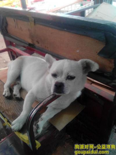 泰安市宁阳县北关市场小狗走失，它是一只非常可爱的宠物狗狗，希望它早日回家，不要变成流浪狗。