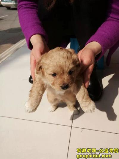 武汉寻狗启示，在武昌区梅苑路中国银行对面丢的，它是一只非常可爱的宠物狗狗，希望它早日回家，不要变成流浪狗。