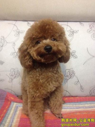 寻狗，北京朝阳区亚运村寻找泰迪，它是一只非常可爱的宠物狗狗，希望它早日回家，不要变成流浪狗。