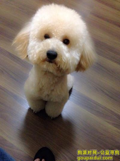 【南京找狗】，寻狗 赠人玫瑰 手留余香，它是一只非常可爱的宠物狗狗，希望它早日回家，不要变成流浪狗。