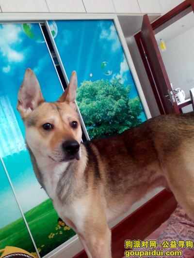 重庆黄桷坪公园走失，我好想你！，它是一只非常可爱的宠物狗狗，希望它早日回家，不要变成流浪狗。