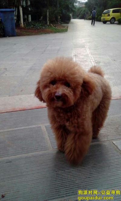 昆明北市区江东四季园丢失浅棕色泰迪，它是一只非常可爱的宠物狗狗，希望它早日回家，不要变成流浪狗。