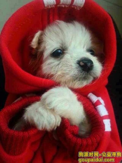 杭州寻狗启示，电话15867158875，它是一只非常可爱的宠物狗狗，希望它早日回家，不要变成流浪狗。