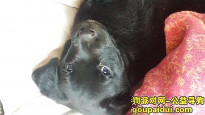 找狗，爱狗丢失，黑色拉布拉多，两个月大，它是一只非常可爱的宠物狗狗，希望它早日回家，不要变成流浪狗。