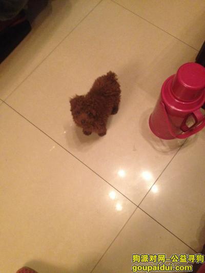慈溪市掌起镇巴里村丢失棕色泰迪幼犬一只，它是一只非常可爱的宠物狗狗，希望它早日回家，不要变成流浪狗。