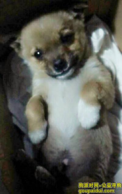 【徐州找狗】，于九七医院到宣武市场的路上走失一只小型小菜狗  公狗，它是一只非常可爱的宠物狗狗，希望它早日回家，不要变成流浪狗。