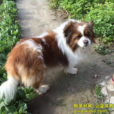 【上海找狗】，寻找我心爱的狗狗，一只身长40cm，体重15斤的蝴蝶犬，它是一只非常可爱的宠物狗狗，希望它早日回家，不要变成流浪狗。