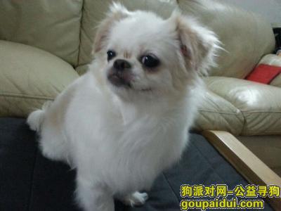 深圳福田区北环天桥附近丢失白色黄毛串串长毛吉娃娃，它是一只非常可爱的宠物狗狗，希望它早日回家，不要变成流浪狗。