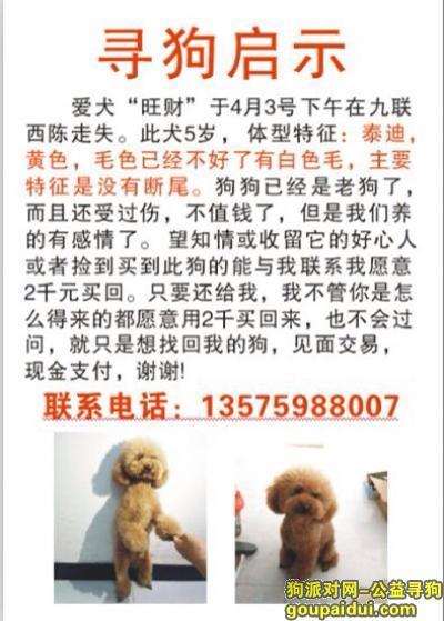 找狗，（浙江金华）寻泰迪犬，电话13575988007，它是一只非常可爱的宠物狗狗，希望它早日回家，不要变成流浪狗。