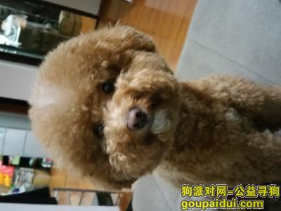 郑州找狗，寻狗启示   求爱心人帮忙转发，它是一只非常可爱的宠物狗狗，希望它早日回家，不要变成流浪狗。